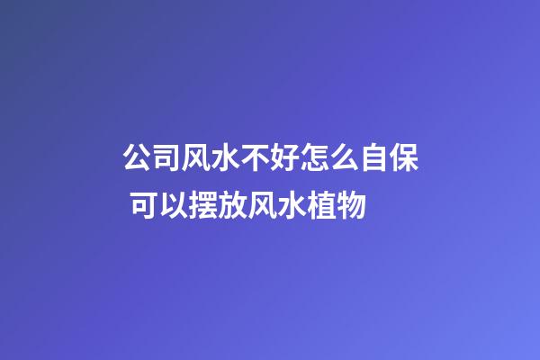 公司风水不好怎么自保 可以摆放风水植物